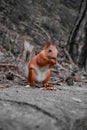 squirrel eats nuts in the park Royalty Free Stock Photo