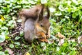 Squirrel eats peanut close-up.