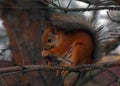 Squirrel eats pine cone on a tree in the forest Royalty Free Stock Photo