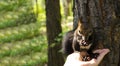 Squirrel eats. Squirrel takes the nuts from his hands Royalty Free Stock Photo