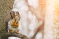 Squirrel eats on a tree branch in a spring forest Royalty Free Stock Photo