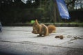 Squirrel eats walnut on garden terrace Royalty Free Stock Photo