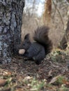 Squirrel eats a walnut on a natural background Royalty Free Stock Photo