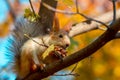 Squirrel eats a walnut on a tree branch Royalty Free Stock Photo