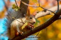 Squirrel eats a walnut on a tree branch