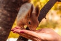 Squirrel eats from woman hand in the park. Close up of feeding a squirrel with nuts. Caring for wild animals in autumn concept Royalty Free Stock Photo