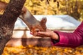 Squirrel eats from woman hand in the park. Close up of feeding a squirrel with nuts Royalty Free Stock Photo