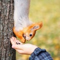 squirrel eats from the wood in the forest. A man is feeding a sq