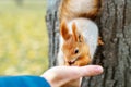 squirrel eats from the wood in the forest. A man is feeding a sq