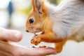 squirrel eats from the wood in the forest. A man is feeding a sq