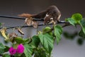 Squirrel on Electricity wire Royalty Free Stock Photo