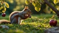 Squirrel Feasting on a Delicious Apple Beneath a Sunlit Apple Tree Royalty Free Stock Photo