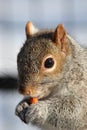 Squirrel enjoying his snacktime Royalty Free Stock Photo