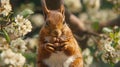 A squirrel enjoying a nut in a tree. Perfect for nature and wildlife concepts Royalty Free Stock Photo