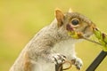 Squirrel Enjoyment Royalty Free Stock Photo