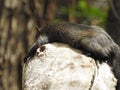 A squirrel that enjoys sunbathing