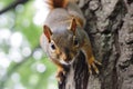 squirrel facetoface with the camera, on a tree trunk Royalty Free Stock Photo