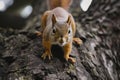 squirrel facetoface with the camera, on a tree trunk Royalty Free Stock Photo