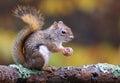 Squirrel in Fall Royalty Free Stock Photo