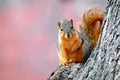 Squirrel in Fall Royalty Free Stock Photo