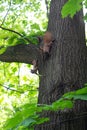 Squirrel family having fun on a tree