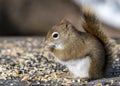 Squirrel Feasting On Seeds