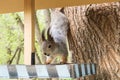 Squirrel And A Feeder At The City Forest Park, Feeding Wild Animals At The City Of Moscow