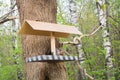 Squirrel And A Feeder At The City Forest Park, Feeding Wild Animals At The City Of Moscow