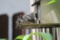 Squirrel feeder