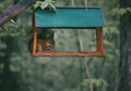 A squirrel in a feeder gnaws nuts on  background of a forest, in summer Royalty Free Stock Photo