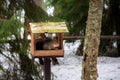Squirrel in the feeder
