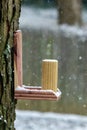 Squirrel feeder on a tree