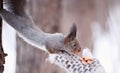 Squirrel Feeding