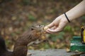 Squirrel feeding from human hand funny animal scene outside space environment park Royalty Free Stock Photo