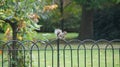 Squirrel on fench in Greenwich park near London