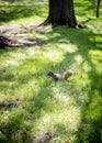 Single Squirrel in field at a park in Cleveland, Ohio