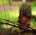 Squirrel eats pine cone on a tree in the forest Royalty Free Stock Photo