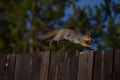 Squirrel with fluffy ears runs, jumps by the fence