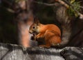 Squirrel with fluffy ears  sits on the fence and eats pine cone Royalty Free Stock Photo