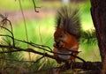 Squirrel eats pine cone on a tree in the forest Royalty Free Stock Photo