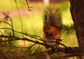 Squirrel with fluffy ears sits on a pine tree and eats cone Royalty Free Stock Photo