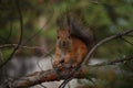 Squirrel with fluffy ears sitting on a pine tree in autumn forest Royalty Free Stock Photo