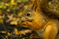 Squirrel Royalty Free Stock Photo