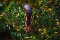 Squirrel eating berries on a tree upside down in the garden Royalty Free Stock Photo