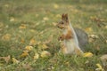 A squirrel with a fluffy tail makes supplies for the winter. Wild nature, gray squirrel in the autumn forest hiding a nut. Zoology Royalty Free Stock Photo