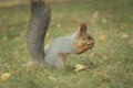 A squirrel with a fluffy tail nibbles nut. Wild nature, gray squirrel in the autumn forest. Squirrel eats close-up. Zoology, Royalty Free Stock Photo