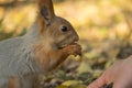 A squirrel with a fluffy tail nibbles seeds. Wild nature, gray squirrel in the autumn forest. Squirrel eats close-up. Zoology, Royalty Free Stock Photo
