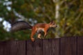 Squirrel with fluffy tail runs by the fence Royalty Free Stock Photo