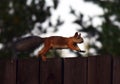 Squirrel with fluffy tail runs by the fence