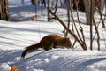 A Squirrel Forages For Fallen Seeds in the Snow